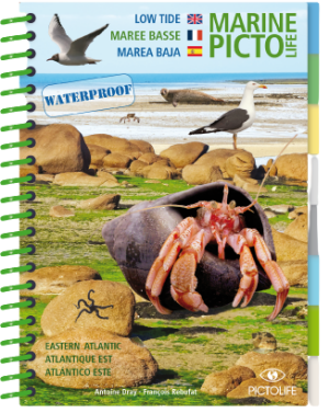 Strand Lebewesen Ebbe Low Tide Ost Atlantic